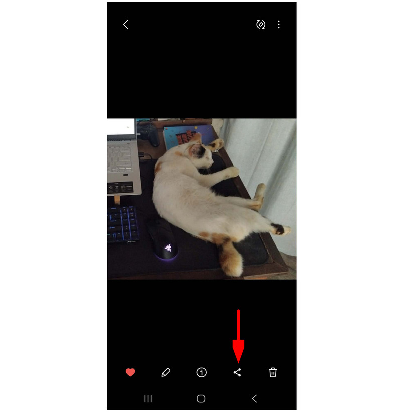 Google Photos Share Button